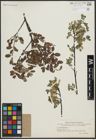 Foto von Salix arbuscula L.